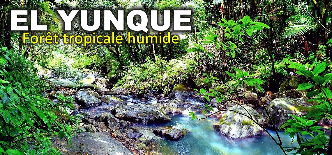 El Yunque, forêt tropicale humide à Porto Rico