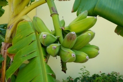 Bananes, Cuba