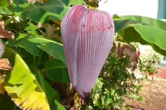 Fleur de bananier, Cuba