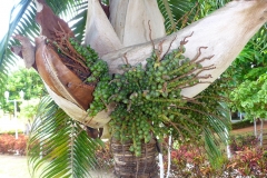 Cuba, palmier