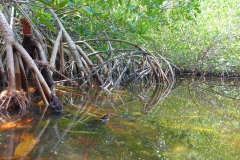 Cuba, Varadero, Réserve d’Hicacos, mangrove