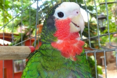 Cuba, perroquet