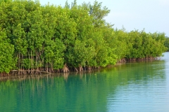 Cuba, mangrove
