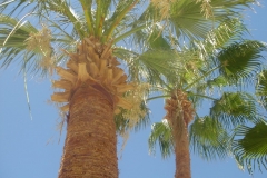 Hurghada, Egypte, palmier