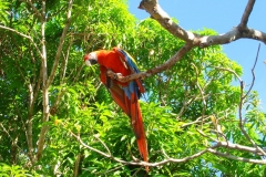 Guyane, perroquet