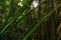Ile Maurice, Crocodile Vanilla Park, bambou