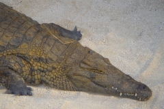 Ile Maurice, Crocodile Vanilla Park, Crocodile
