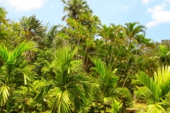 Ile Maurice, Jardin de Pamplemousse, palmier