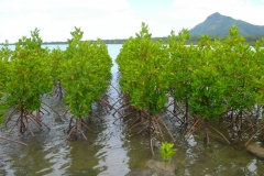 Ile Maurice, Rivière noire, mangrove