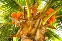 Ile Maurice, cocotier, noix de coco
