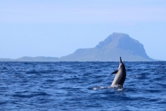 Ile Maurice, dauphins de la Baie de Tamarin