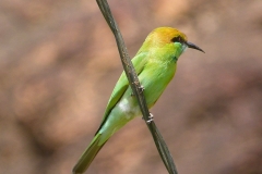 Badami, Inde, oiseau