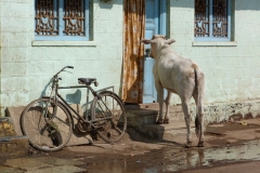 Bijapur, Inde, vache