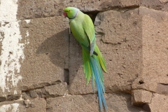 Bijapur, Inde, oiseau