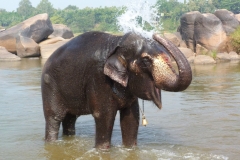 Hampi, Inde, éléphant
