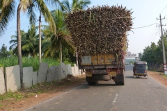 Hampi, Inde, canne à sucre