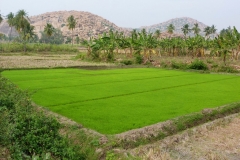 Hampi, Inde, riz