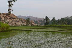 Hampi, Inde, rizière