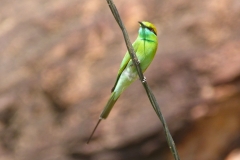 Pattadakal Aihole, Inde, oiseau