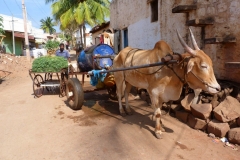 Pattadakal Aihole, Inde, buffle