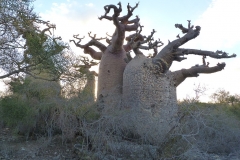 Madagascar, baobab