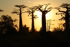 Madagascar, baobab, coucher de soleil