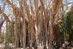 Madagascar, arbre