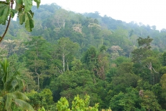 Malaisie, jungle