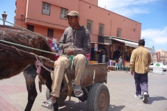 Maroc, Marrakech, âne