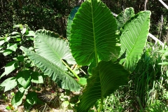 Mexique, plante tropicale