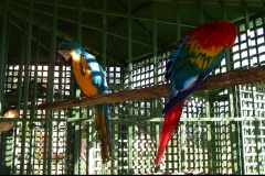 Ara, perroquet, oiseau, Las Galeras, République Dominicaine, Caraïbes