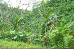 bananier, Las Galeras, République Dominicaine, Caraïbes