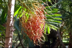 palmier, Las Galeras, République Dominicaine, Caraïbes