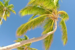 cocotier, Punta Cana, République Dominicaine, Caraïbes