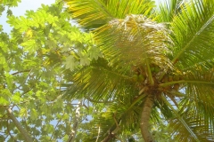 cocotier, République Dominicaine, Caraïbes