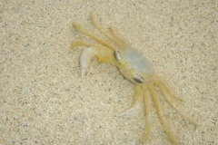 crabe, Plage, Simpson Bay beach, Saint Martin
