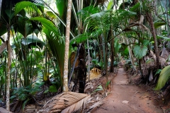 Ile des Seychelles, Praslin, Vallée de Mai, forêt primitive