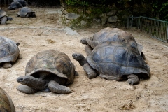 Ile des Seychelles tortues