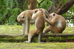 Sri Lanka singe macaques