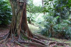 Sri Lanka arbre