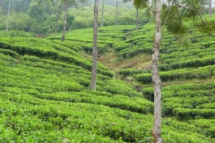 Sri Lanka, champ de théiers, Thé