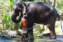Sri Lanka, éléphant