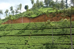 Sri Lanka, champ de théiers, Thé en terrasses