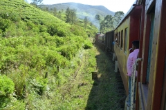Sri Lanka, train et champs de théiers