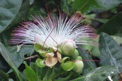 Sri Lanka belle fleur