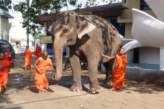 Sri Lanka éléphant