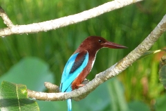 Sri Lanka oiseau