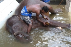 Sri Lanka lavage d'éléphanteau