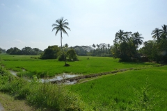 Sri Lanka, rizières