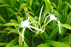 Thaïlande, île Koh Samui, fleur blanche